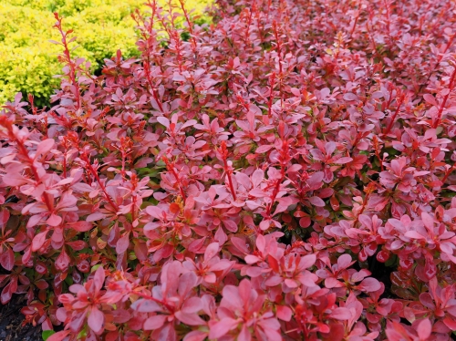 Berberis thunbergii 'Orange Fire'